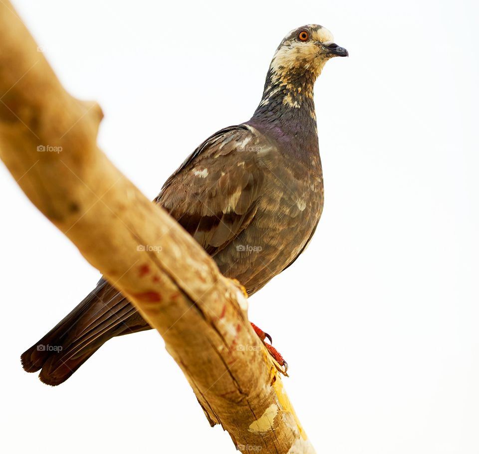 Bird photography - Dove - morning sun bath