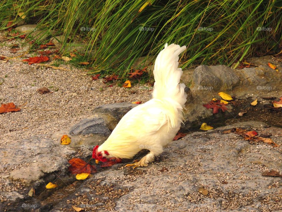 thirsty hen