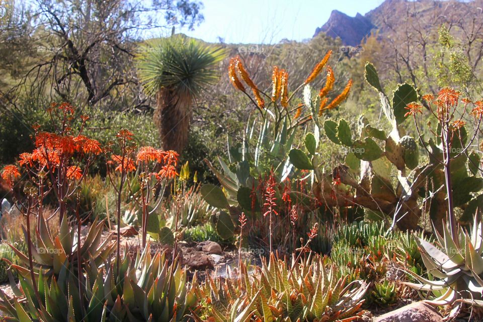 Desert Garden in Arizona