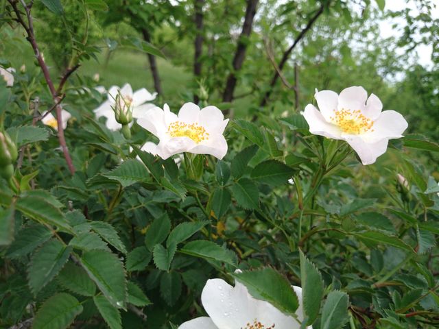 flowers