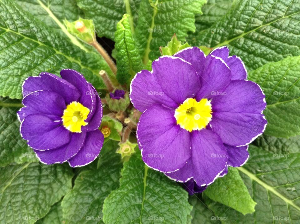Purple Primula