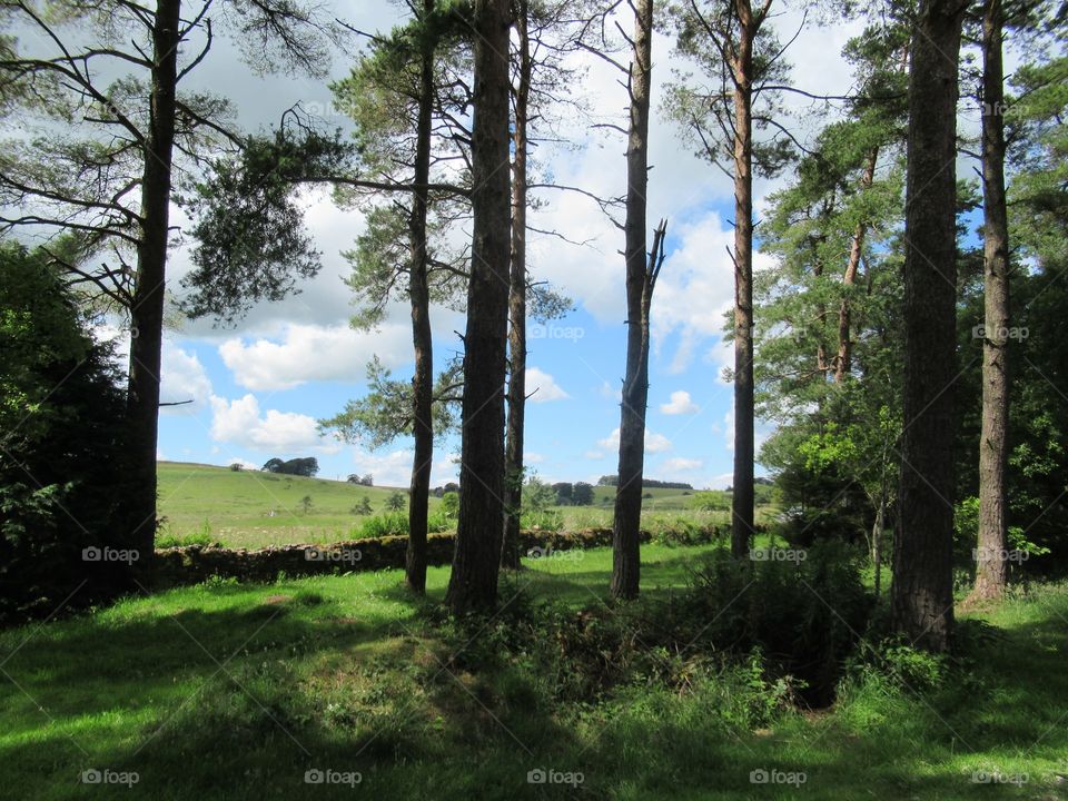 Stockhill woods