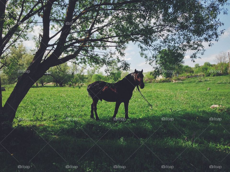 Horse enjoys spring 