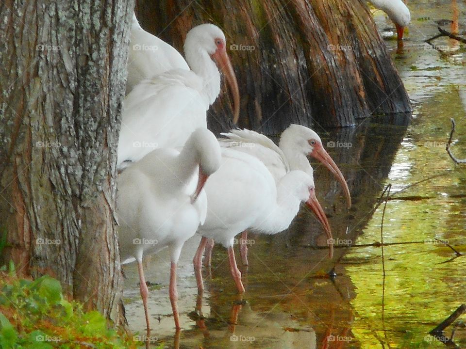 A flock of ibis standing at waters edge grooming themselves and getting a drink at Lake Lily Park in Maitland, Florida.