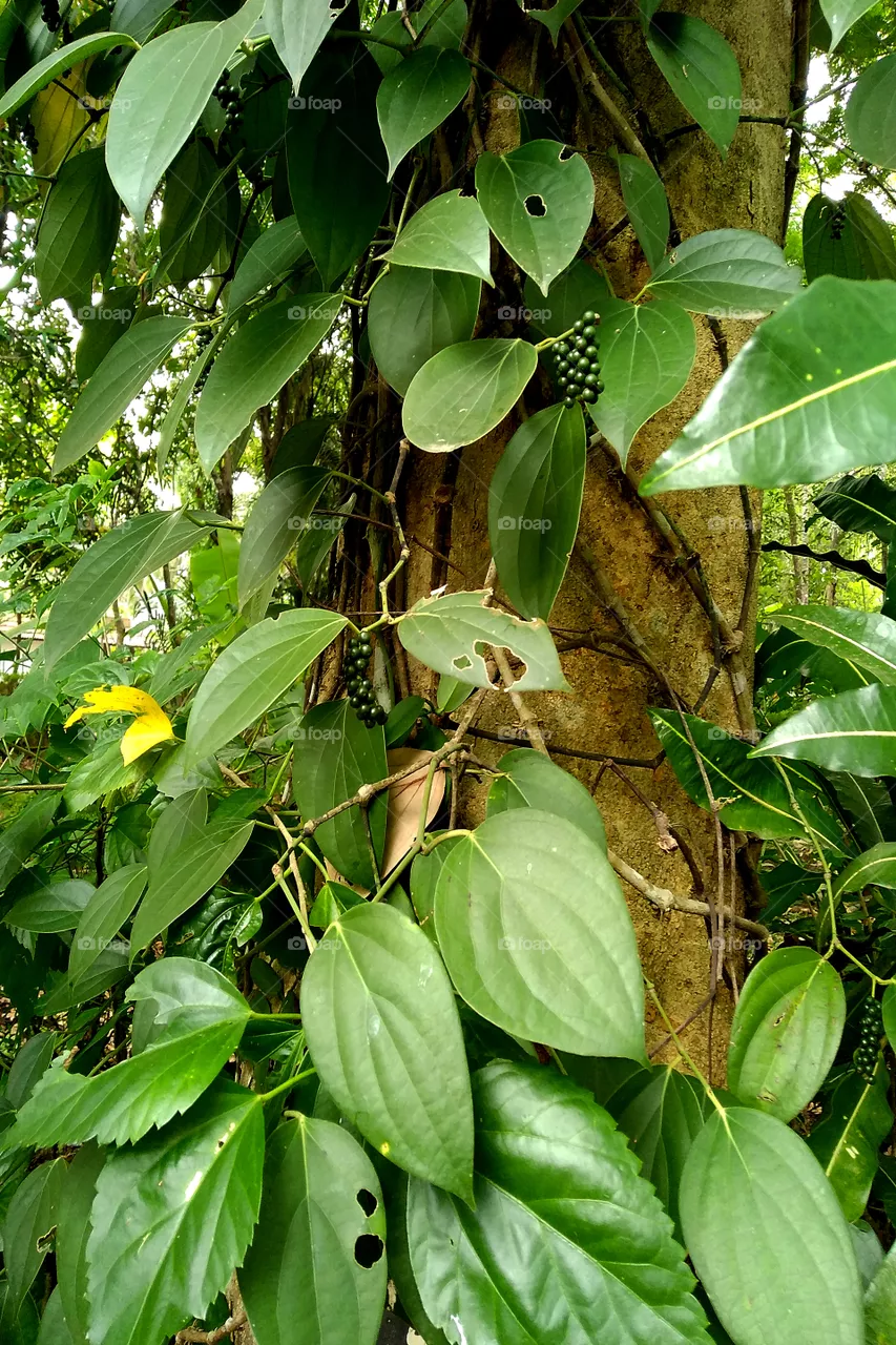 Black Pepper Plant