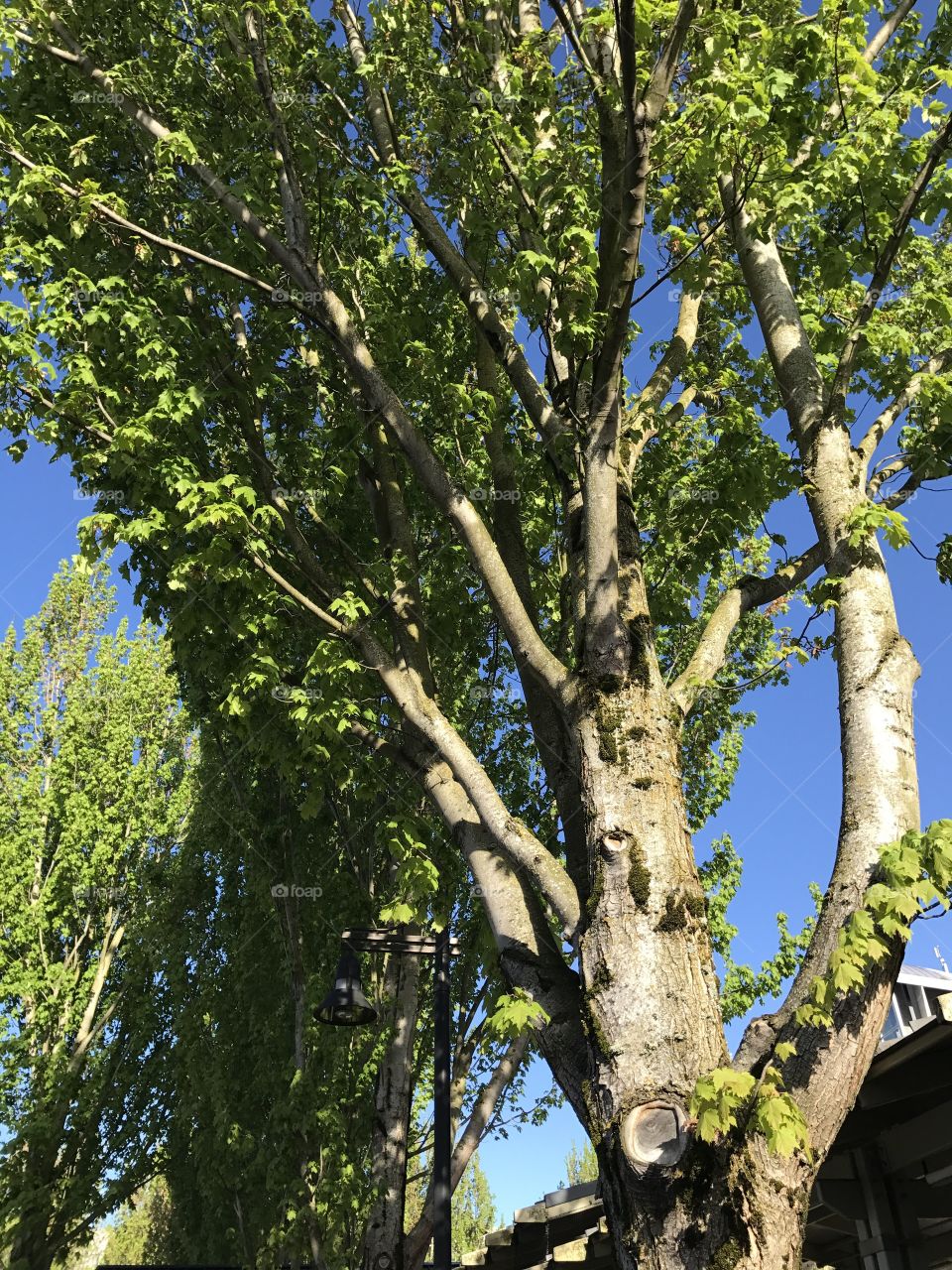 I love the light contrast of the tree at the bus station.