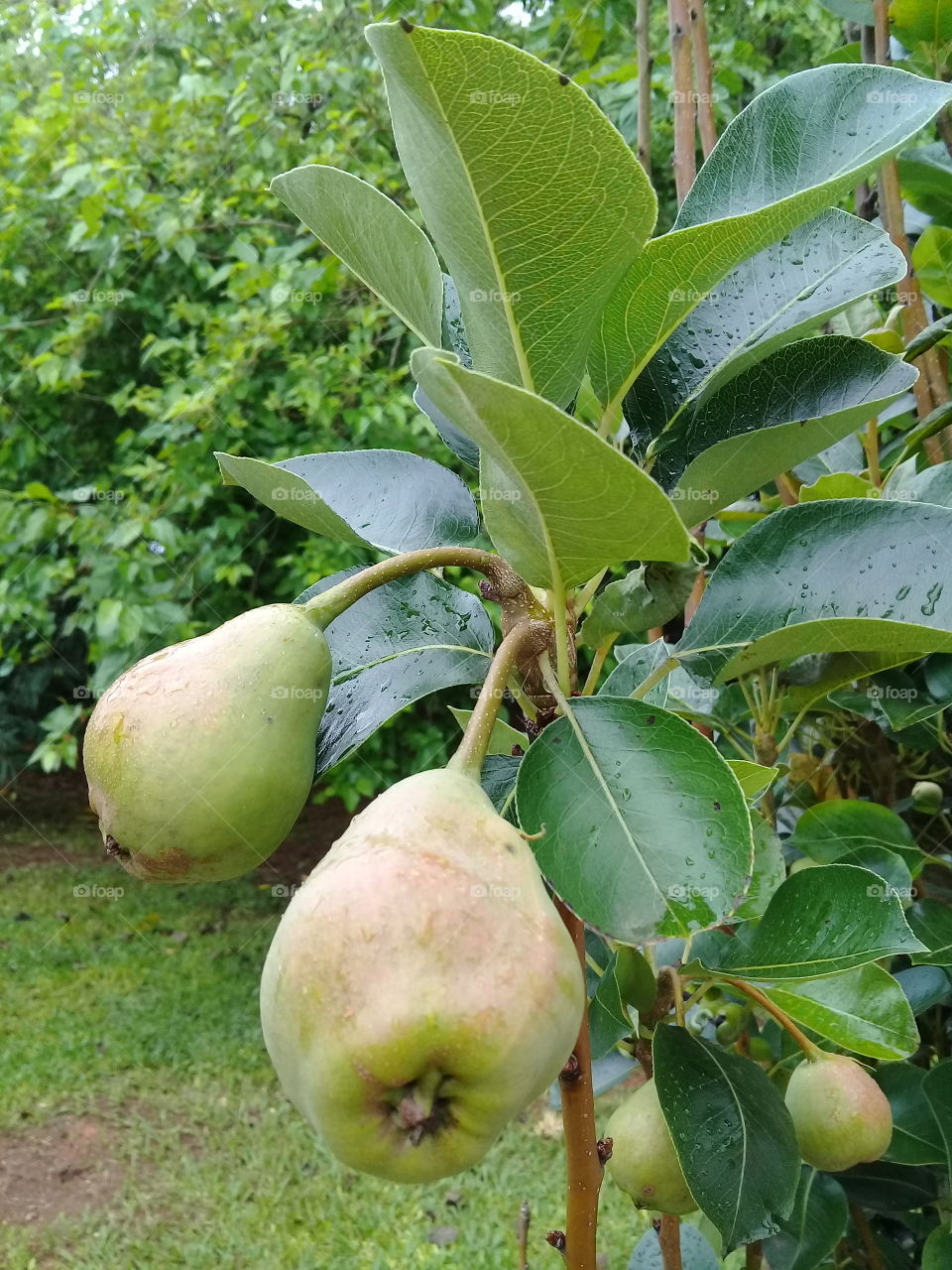 Parece que as peras do Vovô Lili vão fazer a festa da criançada!
Em se plantando, por aqui, tudo dá!