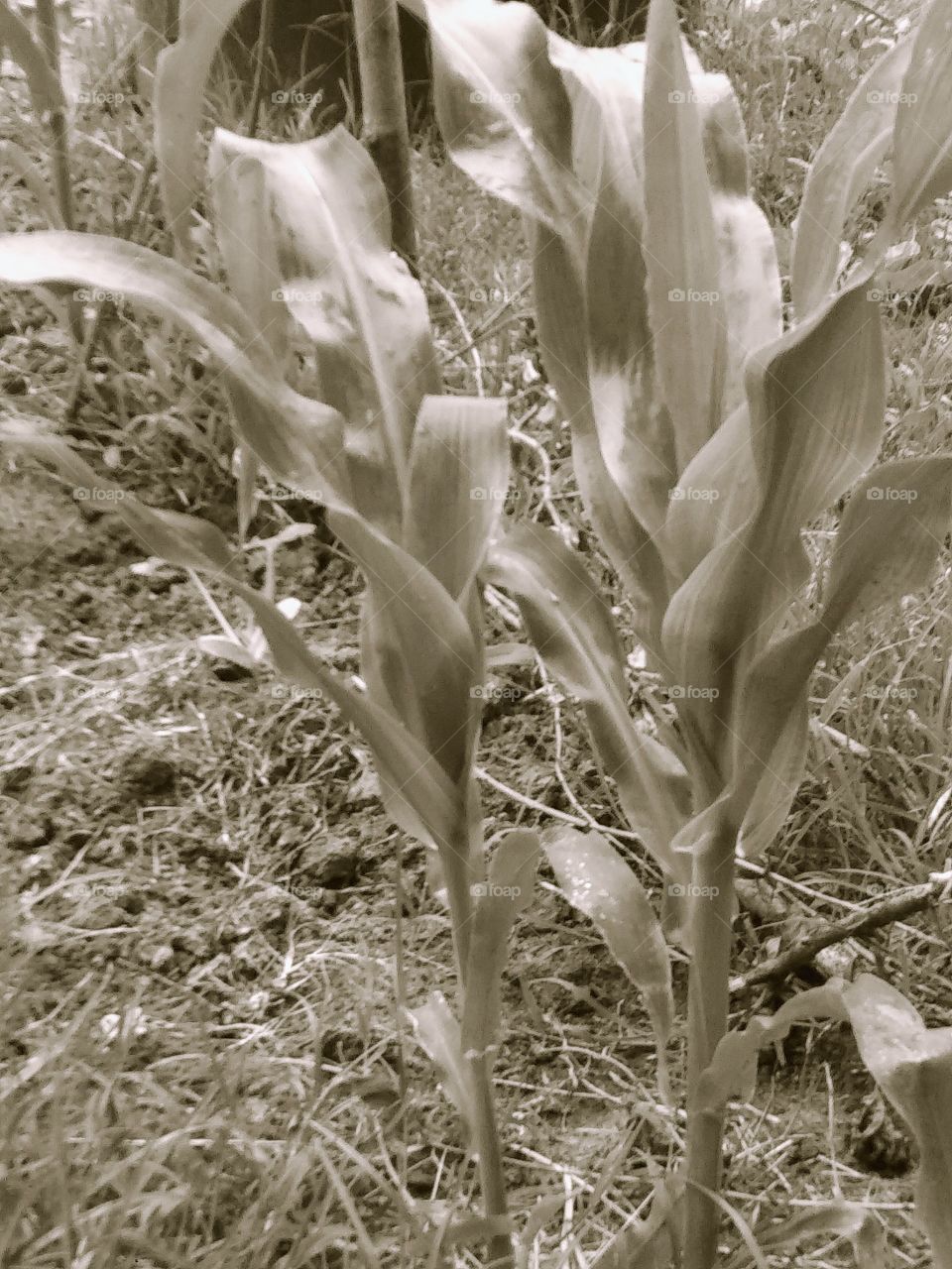 corn growing in a garden