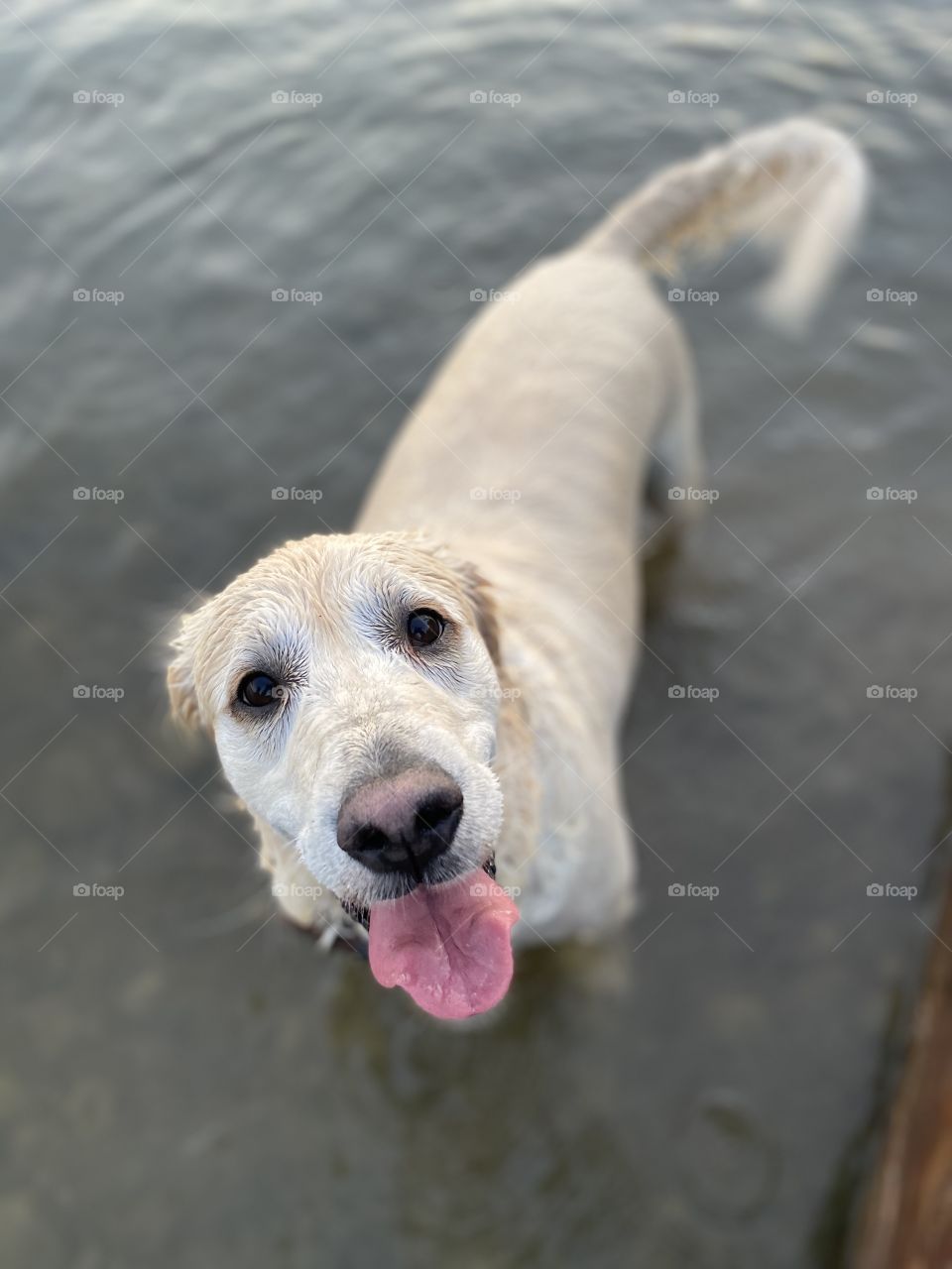 Golden Retriever Swimming Portrait in Shallow Water