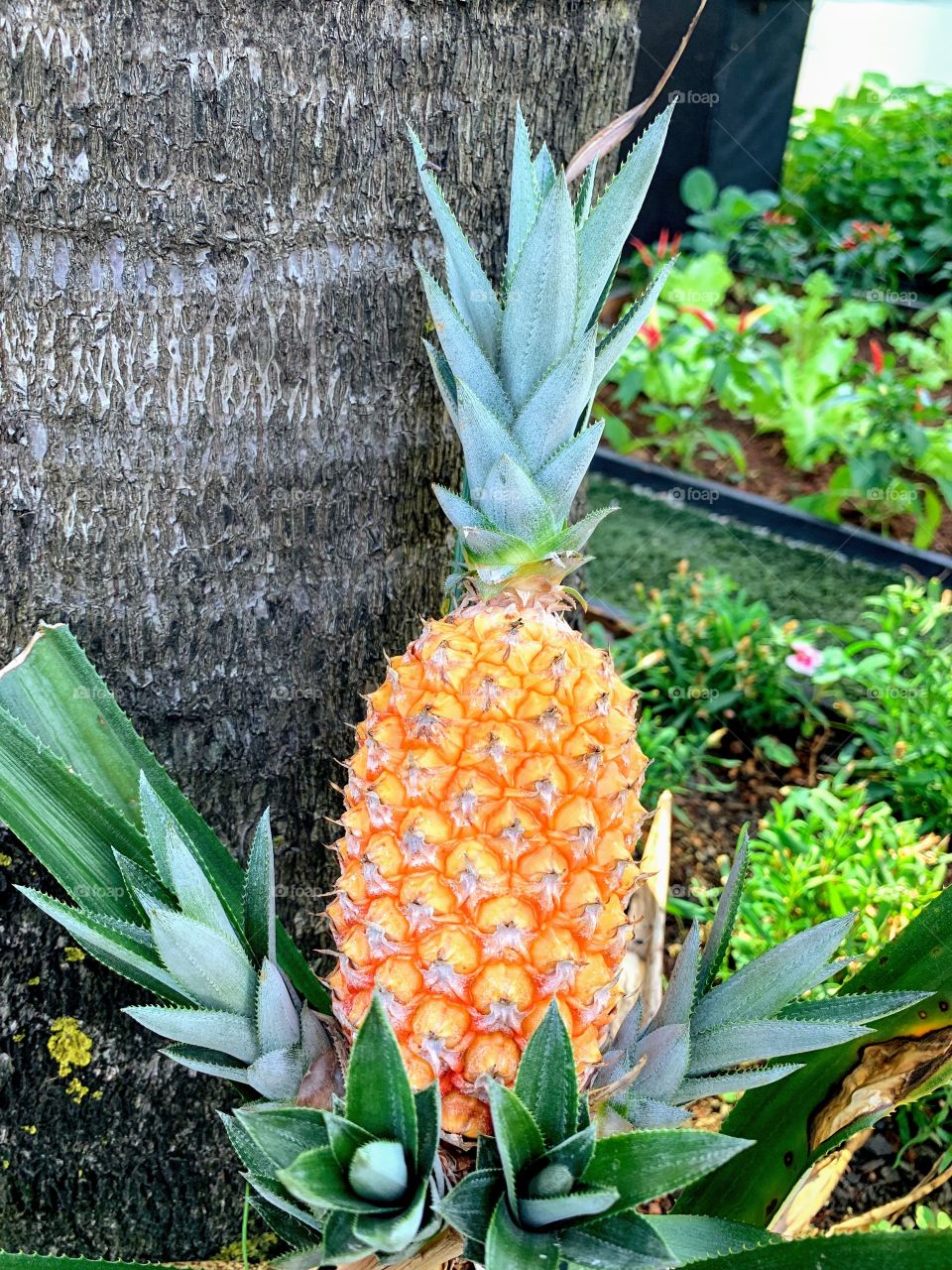 Pineapple plantation