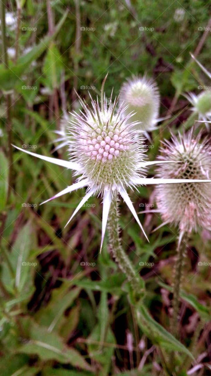 Thistle