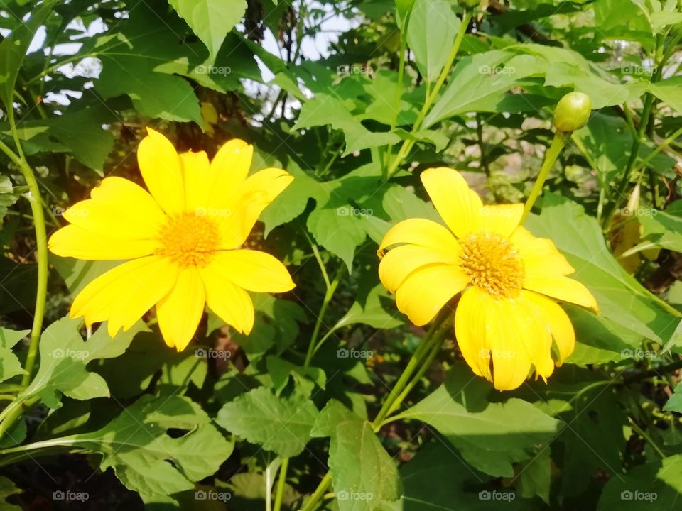 Bright yellow colour beautiful pair of  sunflower