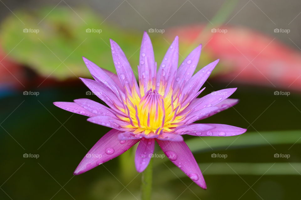 Close up purple lotus flower at a park 