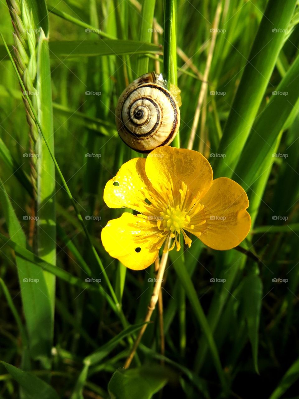 Close-up of snail and cowslip