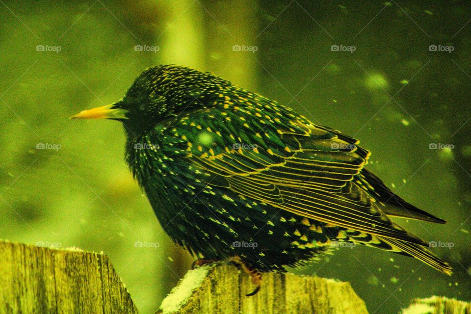 black and brown bird with white spots sitting on a snow covered fence in the middle of a snowstorm