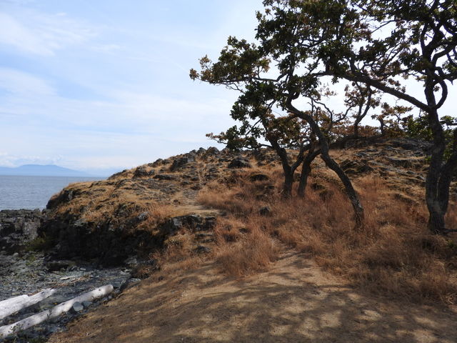 Arbutus tree