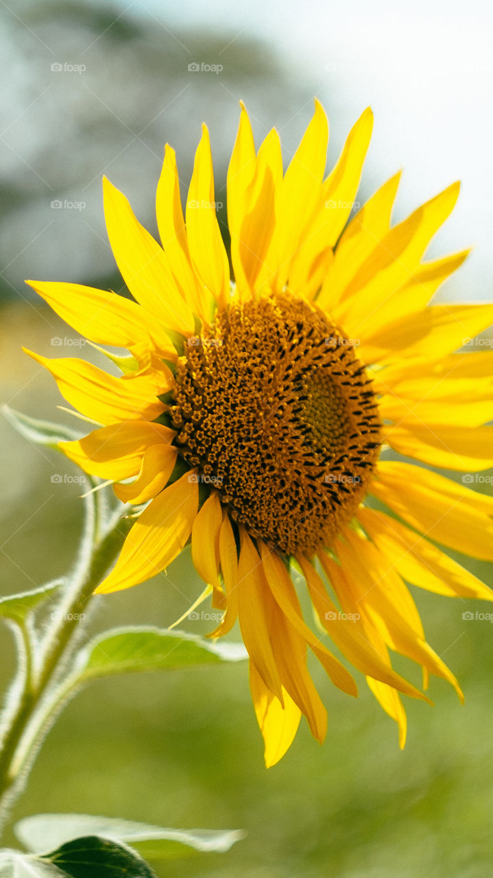 sunflower