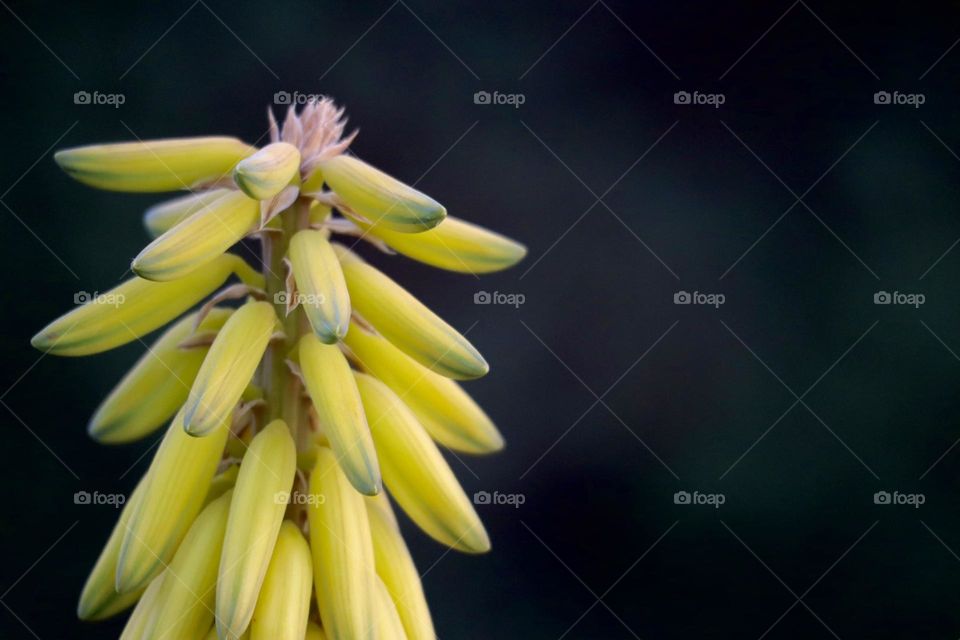 Aloa Vera flower