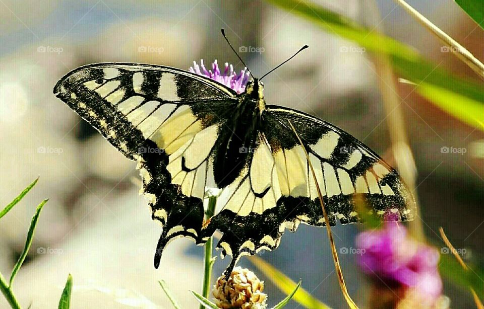 Machaon butterfly