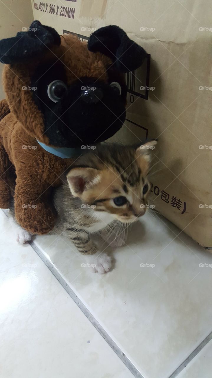 Kitten and toy