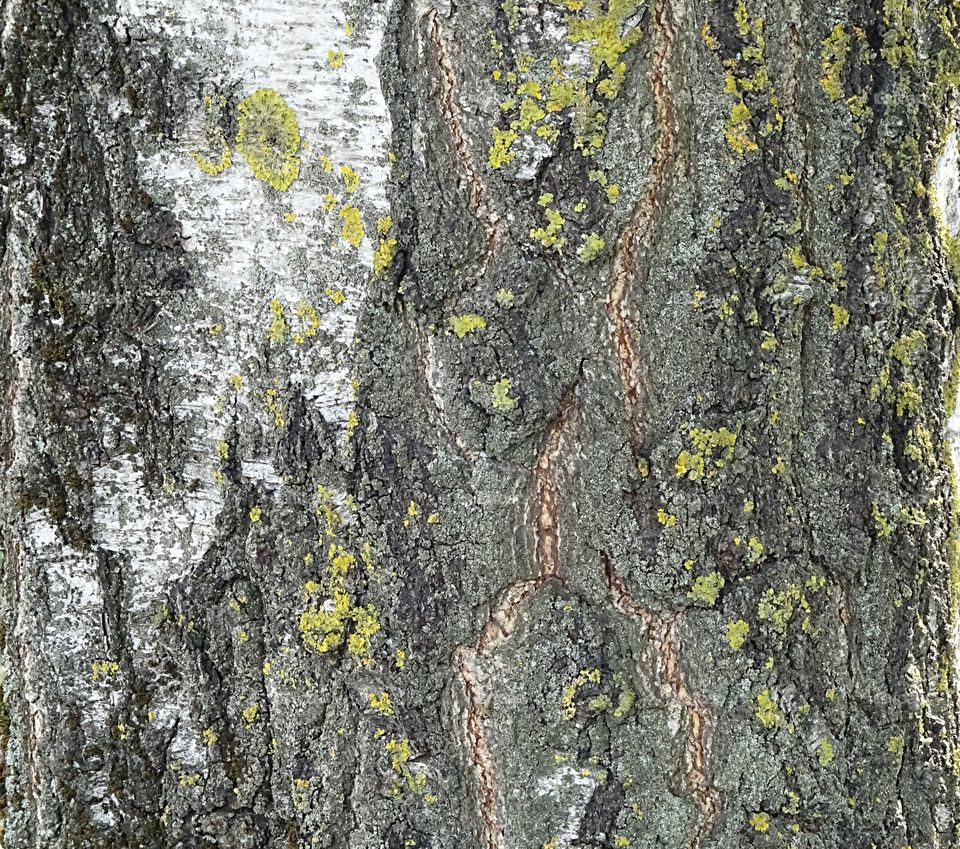 Birch tree wooden texture background
