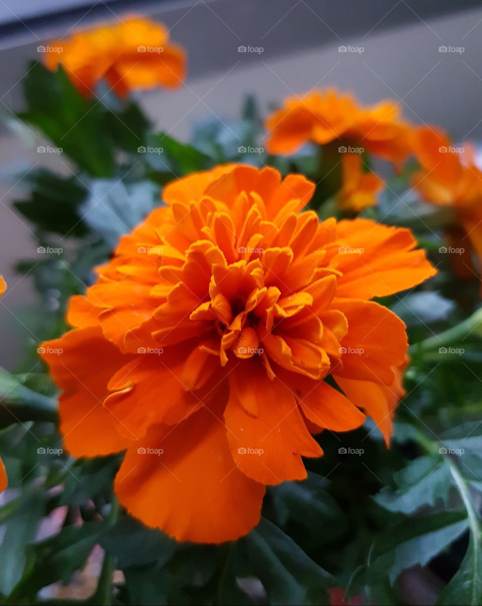 Orange beauty