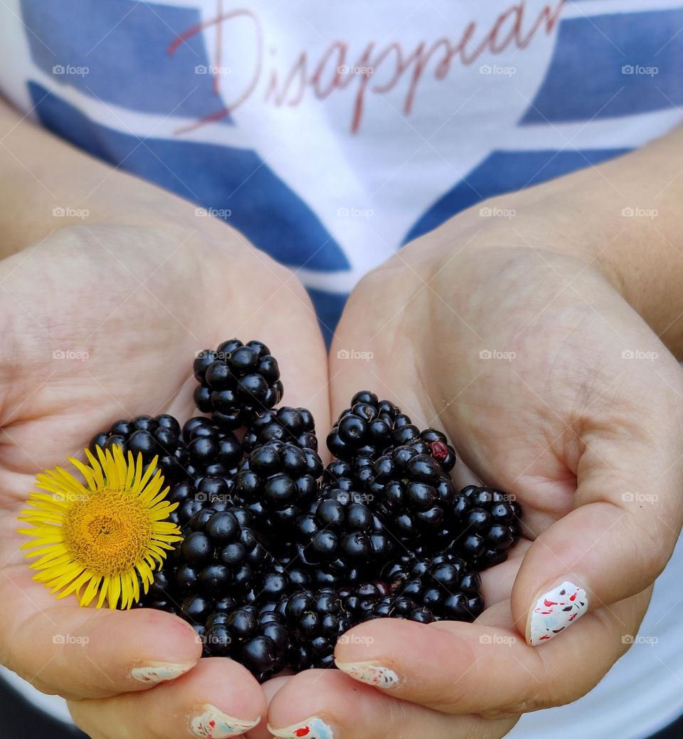 Wild blueberries in hand