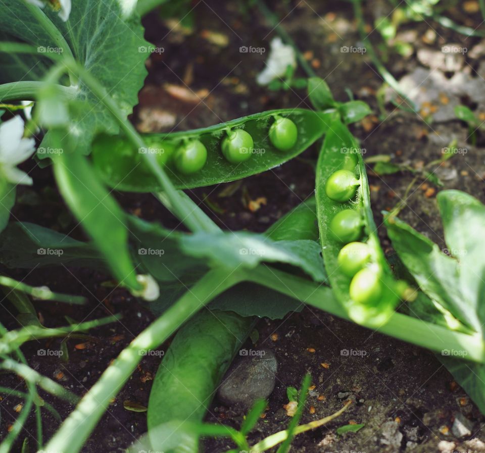 round peas