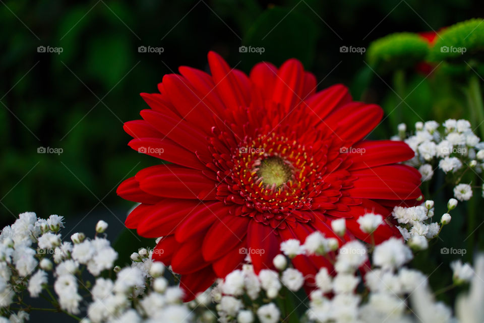 gerbera flower