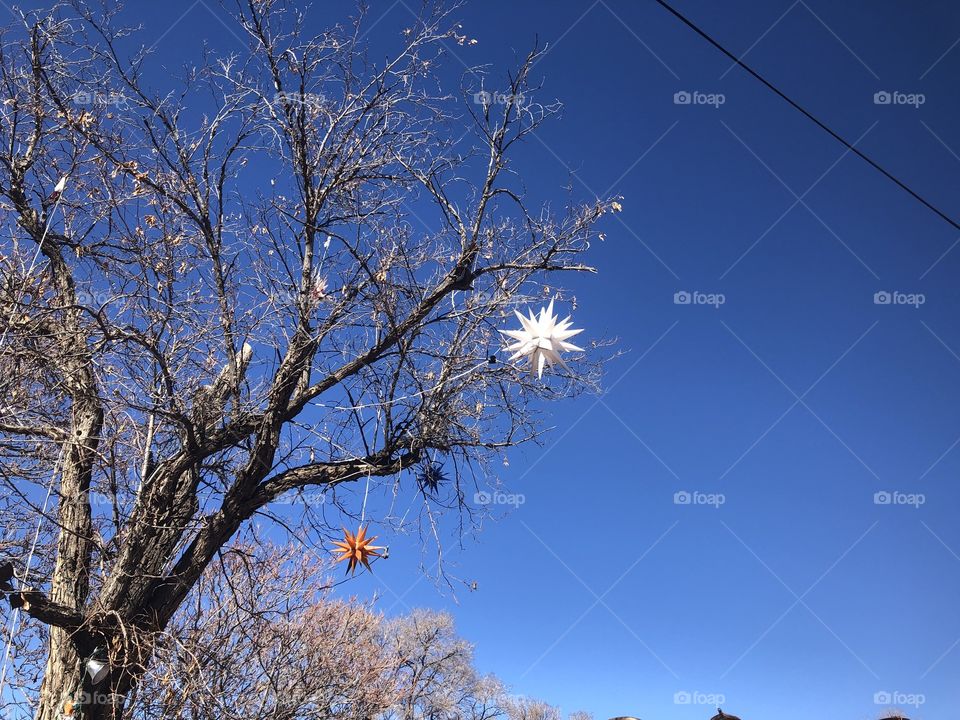 Tree and Sky