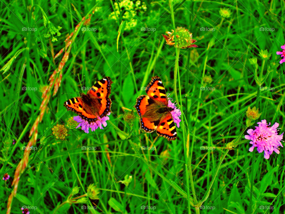 flower butterfly by levyatan