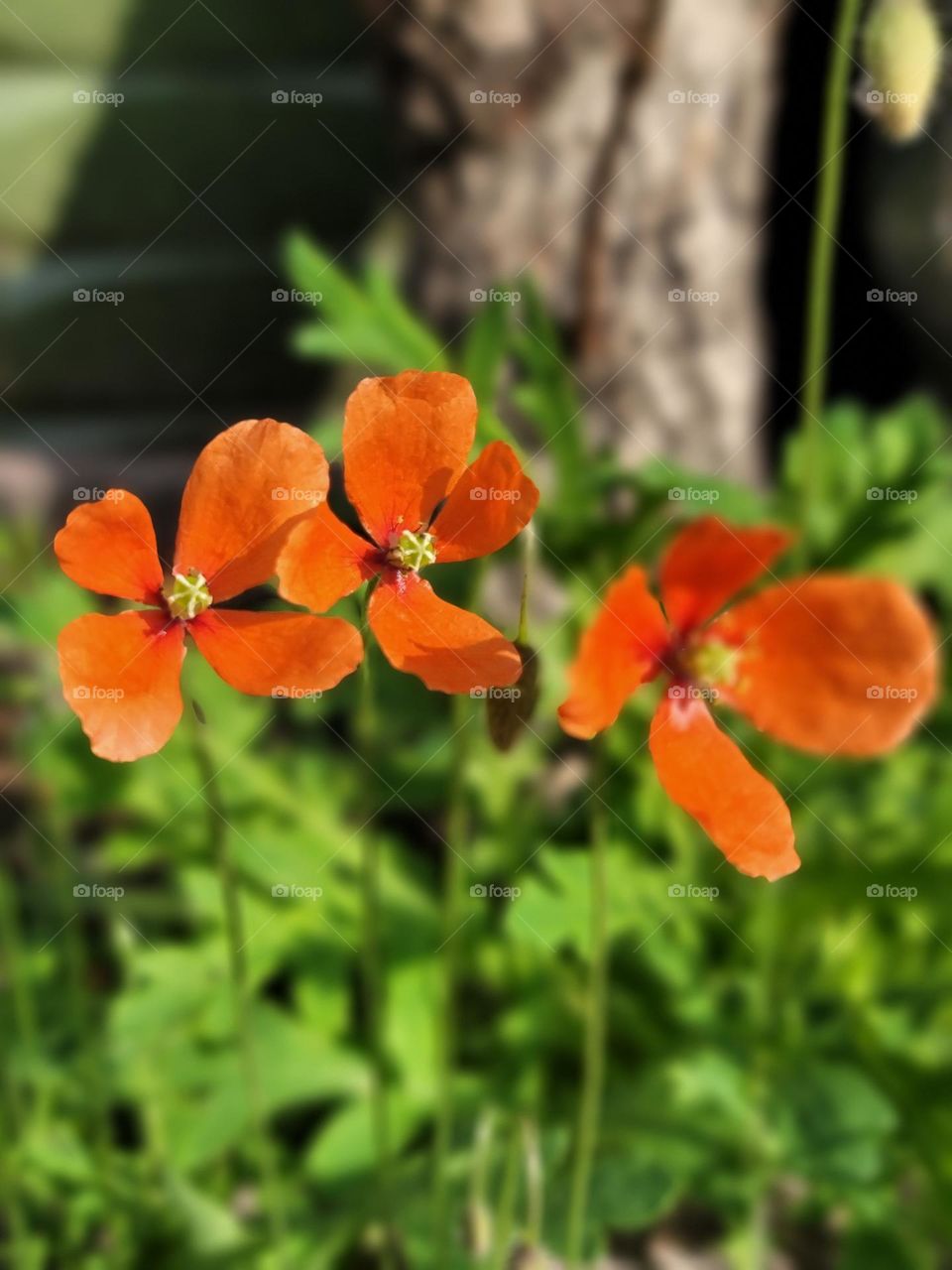 I love spring because its colors fill life with hope and color.