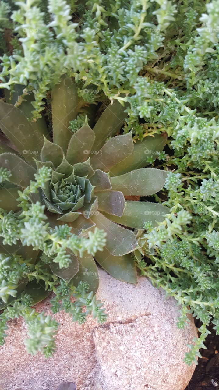 Succulents