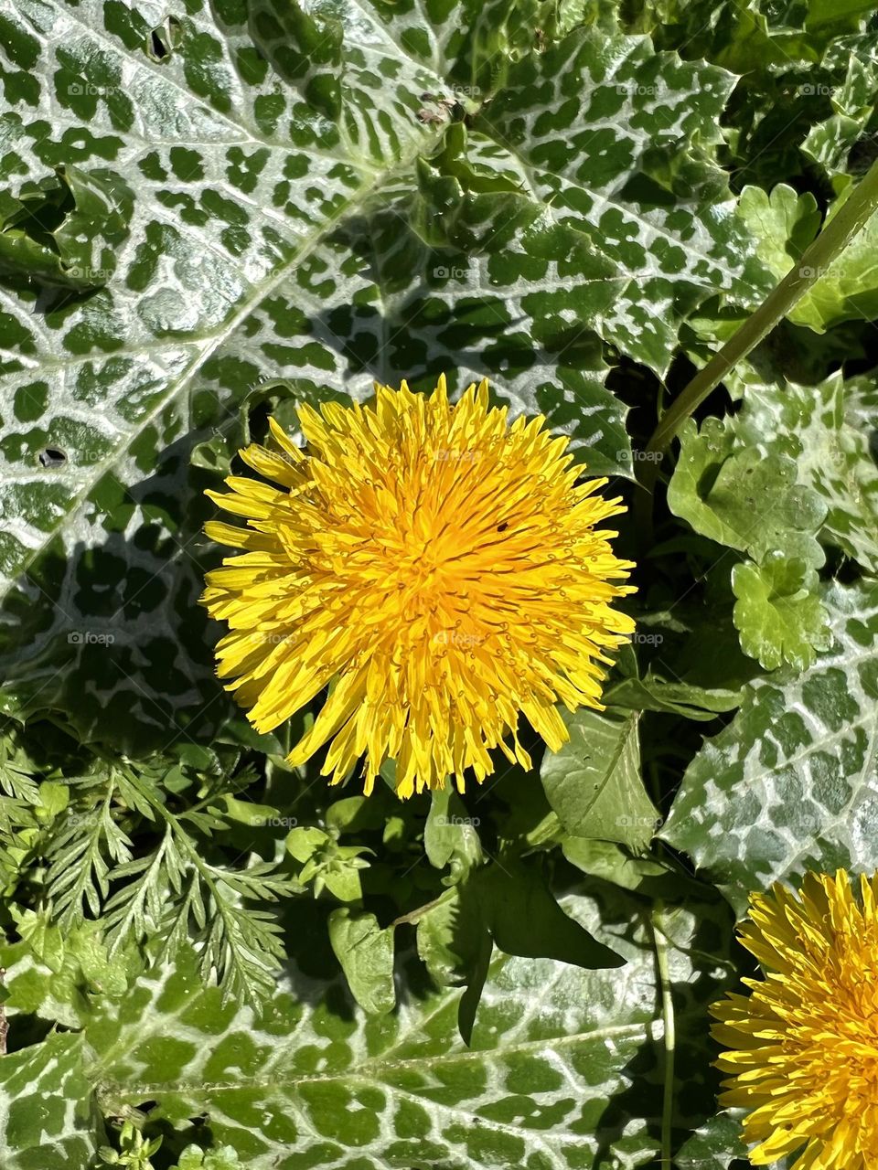 Dandelion plants yellow