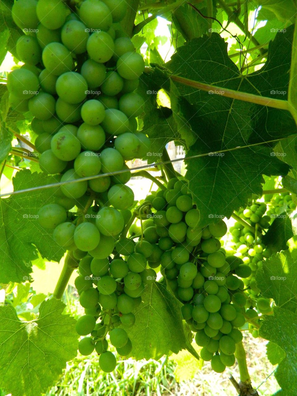 Vineyard grapes