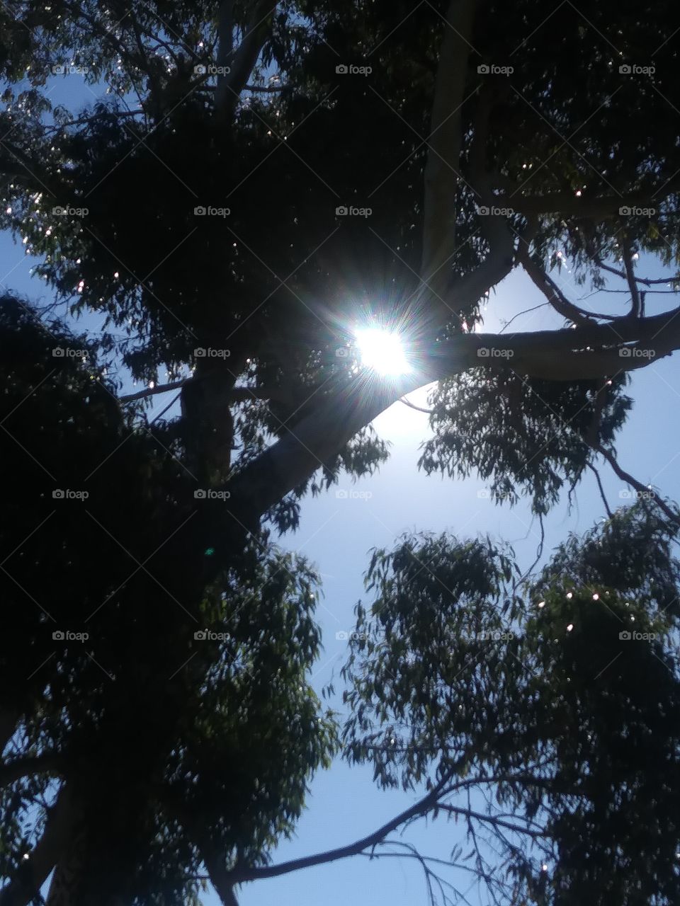 sun comes through trees