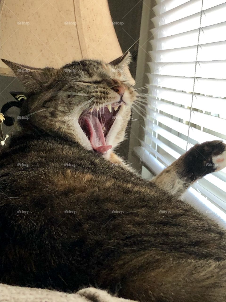 Tabby yawning cat 