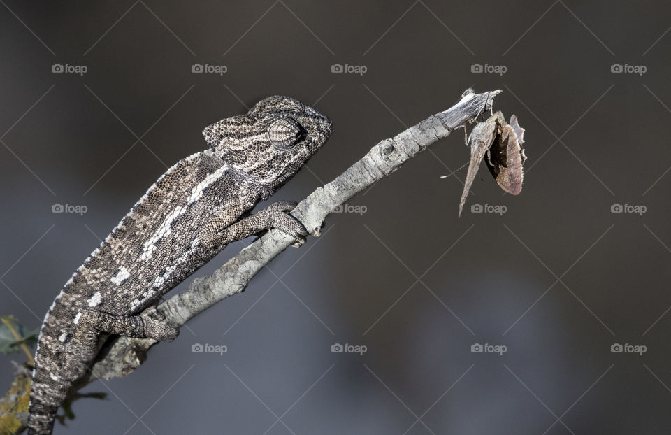 Chameleon lying in wait for the butterfly