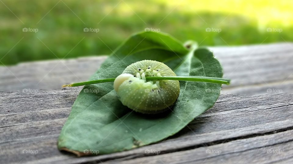 Green sleeping caterpillar