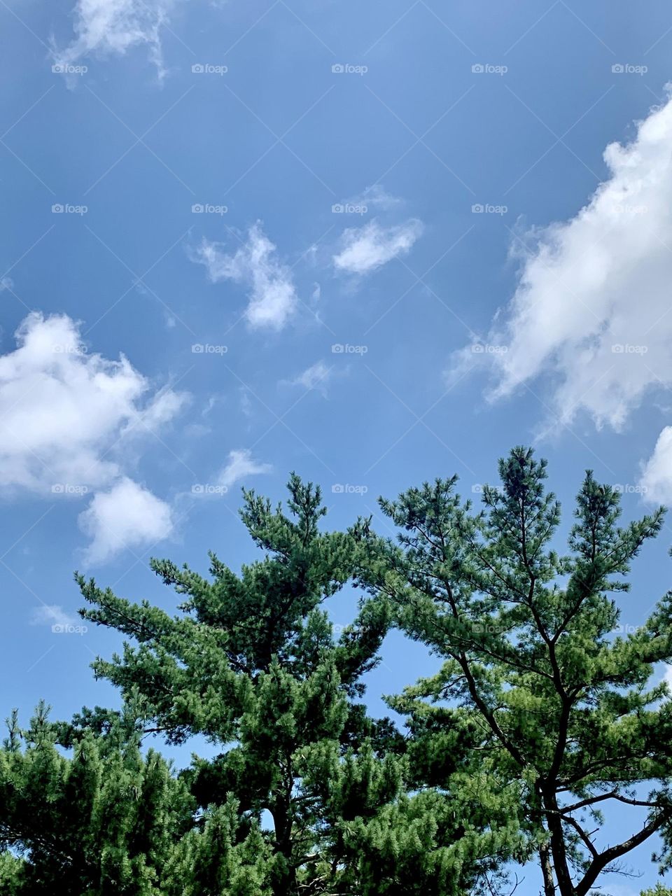 Pines and sky