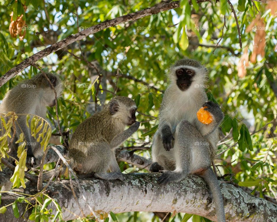 Vervet Monkey steals orange