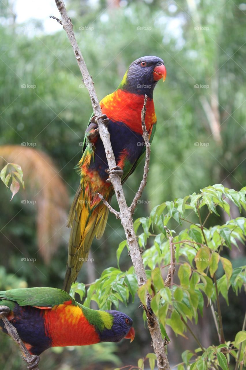 Rainbow Lorakeets