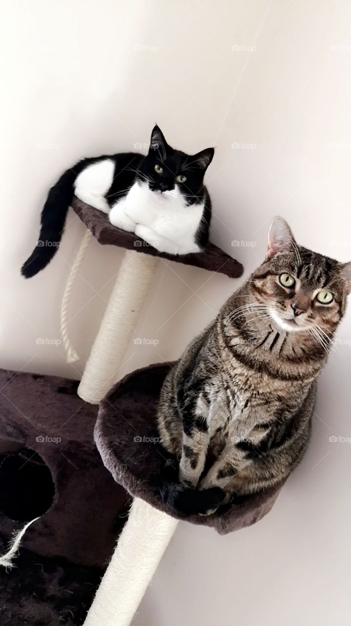 Cats hanging out