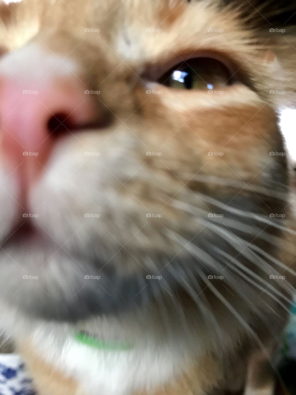 Cat close up