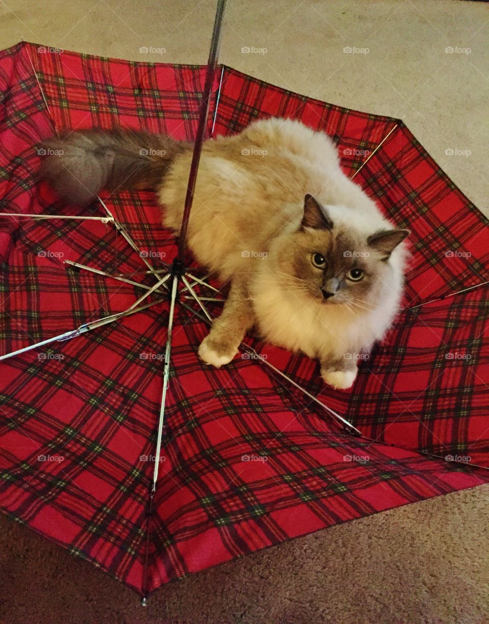 Cat in an open umbrella . Cat sitting in an opened umbrella 