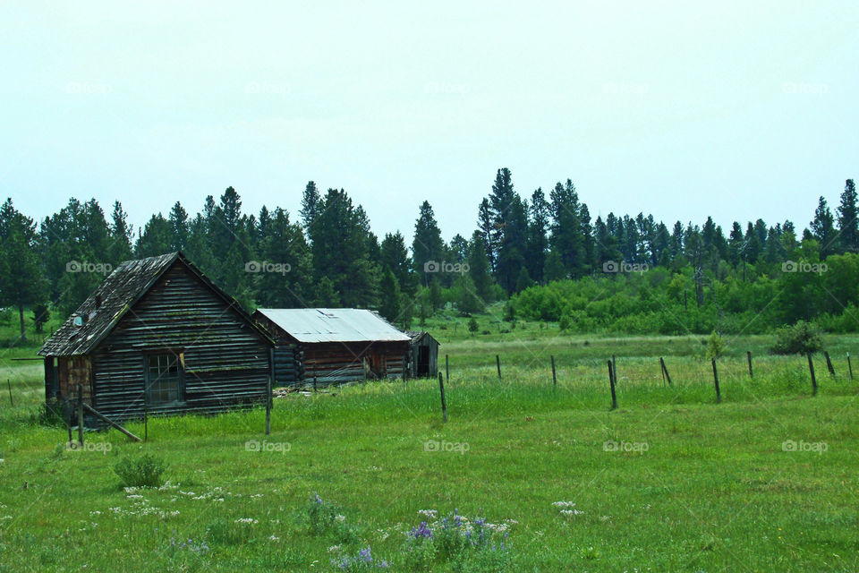 An old rustic cabin or barn with surrounding pines.