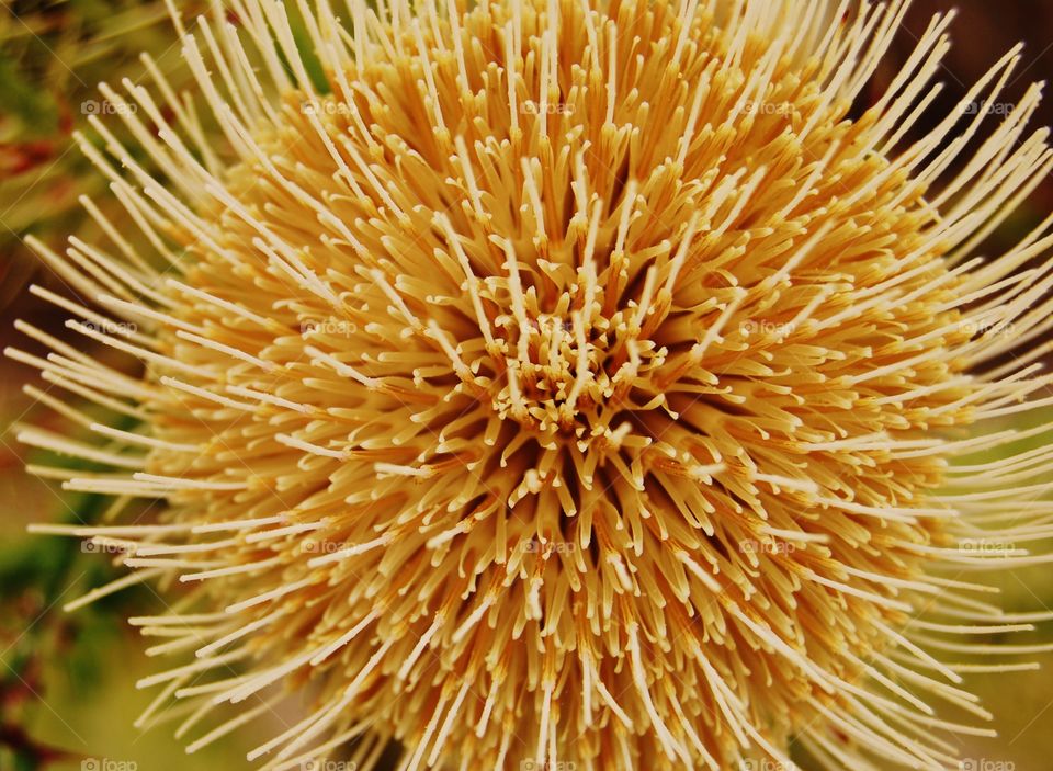 Yellow chrysanthemum