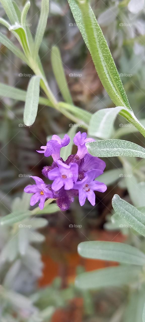 Flor del romero: Rosmarinus officinalis