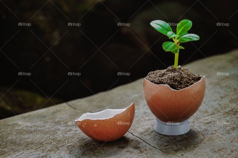 Plants grow in small pots from broken eggshells