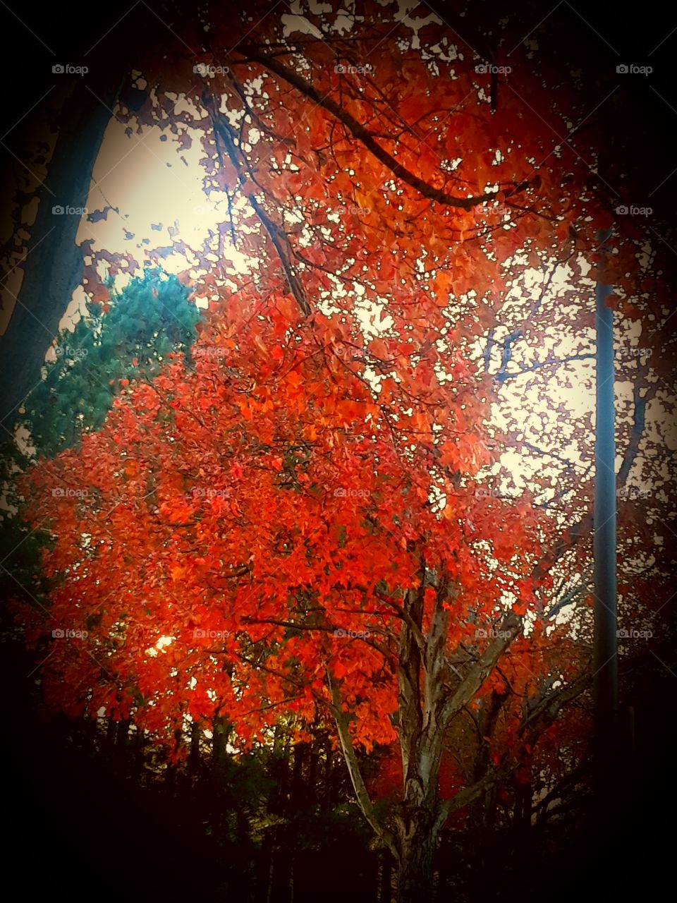 In Fall